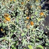 Buddleia Marrubifolia Woolly Butterfly Bush