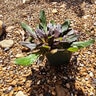 Ajuga Reptans Chocolate Chip Bugleweed