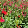 Salvia Greggii Furmans Red Autumn Sage