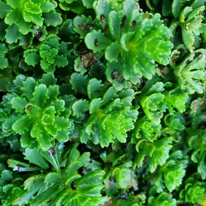 Sedum Kamtschaticum var. FloriFerum Weihenstephaner Gold Orange Stonecrop