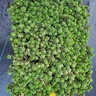 Sedum Kamtschaticum var. FloriFerum Weihenstephaner Gold Orange Stonecrop