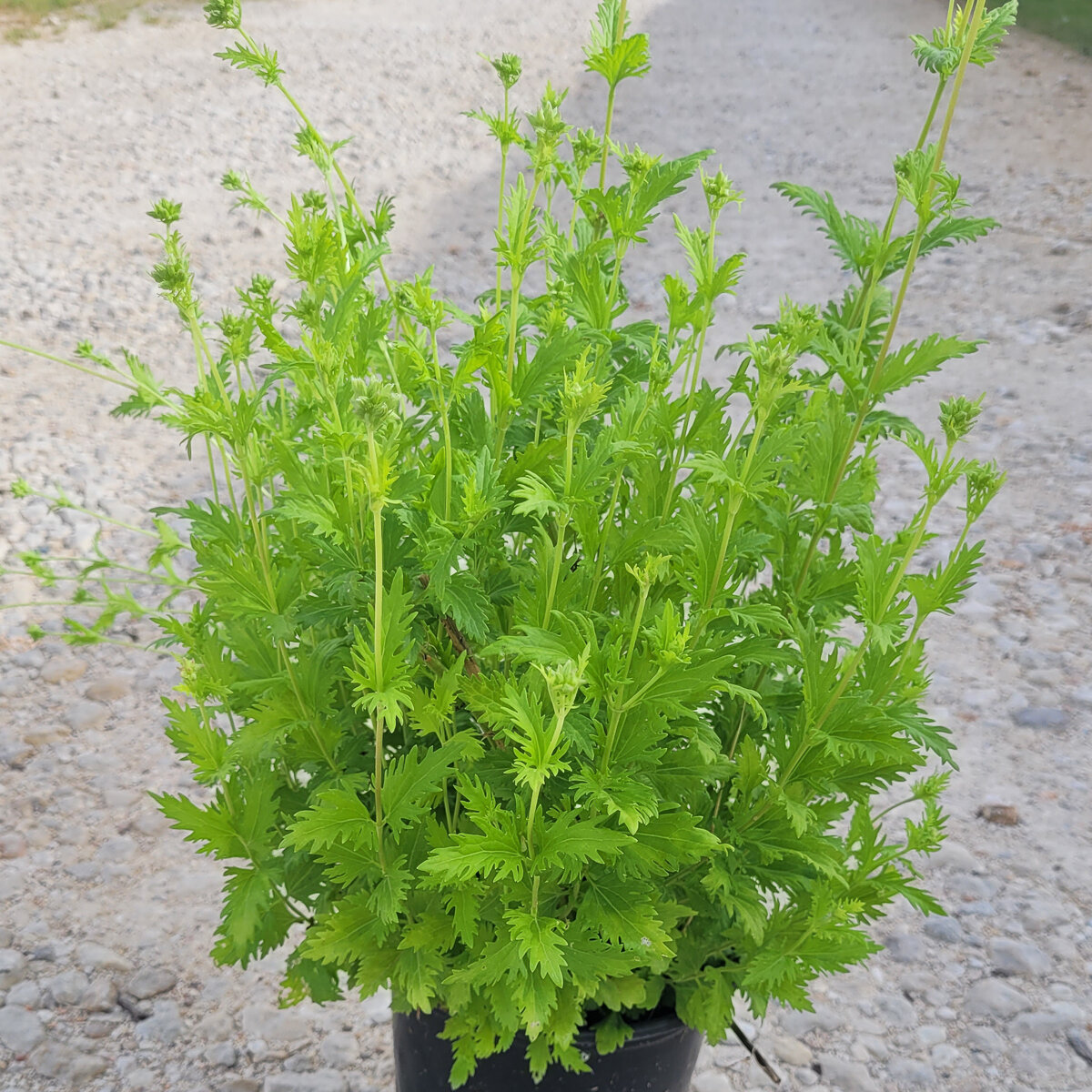 Conoclinium Greggii Palm-Leaf Mistflower | SiteOne US