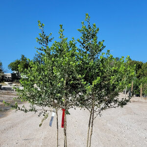 Ilex Vomitoria Kathy Ann Yaupon Holly