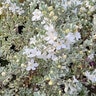 Leucophyllum Frutescens White Cloud Texas Sage