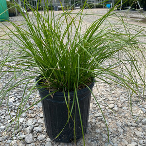 Carex Cherokeensis Cherokee Sedge
