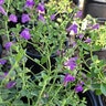 Scutellaria X Dark Violet Skullcap