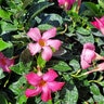 Mandevilla X Madinia Pink Dipladenia