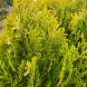 Platycladus (Thuja) orientalis Lime Delight Chinese Arborvitae