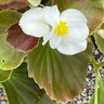 Begonia Semperflorens Bronze Leaf Wax Begonia