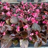 Begonia Semperflorens Bronze Leaf Wax Begonia