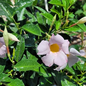 Mandevilla X Sundenia White Dipladenia