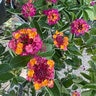 Lantana Camara Havana Pink Sky Lantana