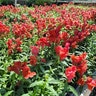 Antirrhinum Majus Orange Snapdragon