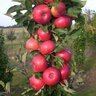 Malus X Domestica Fruit Snacks Tasty Red Columnar Apple