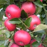 Malus X Domestica Fruit Snacks Tasty Red Columnar Apple