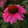 Echinacea X Sombrero Rosada Coneflower