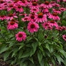Echinacea X Sombrero Rosada Coneflower