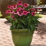 Echinacea X Sombrero Rosada Coneflower