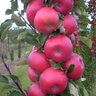 Malus X Domestica Fruit Snacks Tasty Red Columnar Apple