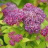 Spiraea X Double Play Dolly Spirea