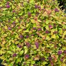 Spiraea X Double Play Dolly Spirea