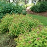 Spiraea X Double Play Dolly Spirea