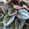 Peperomia Caperata Mendoza Radiator Plant