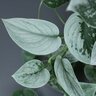 Scindapsus Pictus Silvery Ann Satin Pothos