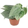 Scindapsus Pictus Silvery Ann Satin Pothos