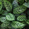 Calathea Leopardina Shadow Plant