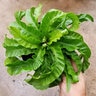 Asplenium Antiquum Hurricane Fern