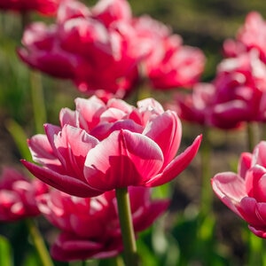 Tulipa Bulb Double Mid Columbus Tulip 100 Count Bag