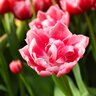 Tulipa Bulb Double Mid Columbus Tulip
