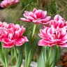 Tulipa Bulb Double Mid Columbus Tulip