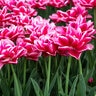 Tulipa Bulb Double Mid Columbus Tulip