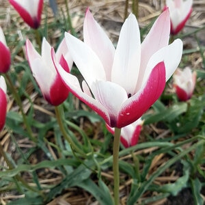 Tulipa Bulb Clusiana Peppermint Tulip 100 Count Bag