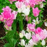 Tulipa Bulb Late Bunch Flowering Candy Club Tulip