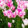 Tulipa Bulb Late Bunch Flowering Candy Club Tulip