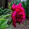 Paeonia Officinalis Rubra Plena Peony