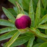 Paeonia Officinalis Rubra Plena Peony