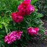 Paeonia Officinalis Rubra Plena Peony