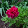 Paeonia Officinalis Rubra Plena Peony