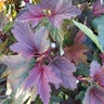 Physocarpus Opulifolius Alouette Ninebark