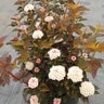 Physocarpus Opulifolius Alouette Ninebark