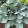 Hosta X Shadowland Above the Clouds Plantain Lily