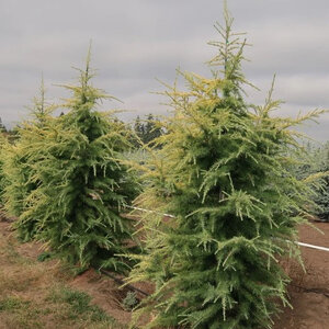 Cedrus Deodara Wells Golden Deodar Cedar