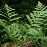 Dryopteris Goldiana Wood Fern