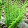 Dryopteris Goldiana Wood Fern