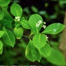 Euonymus Fortunei Gracilis Wintercreeper