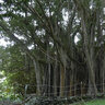 Ficus Microcarpa Chinese Banyan